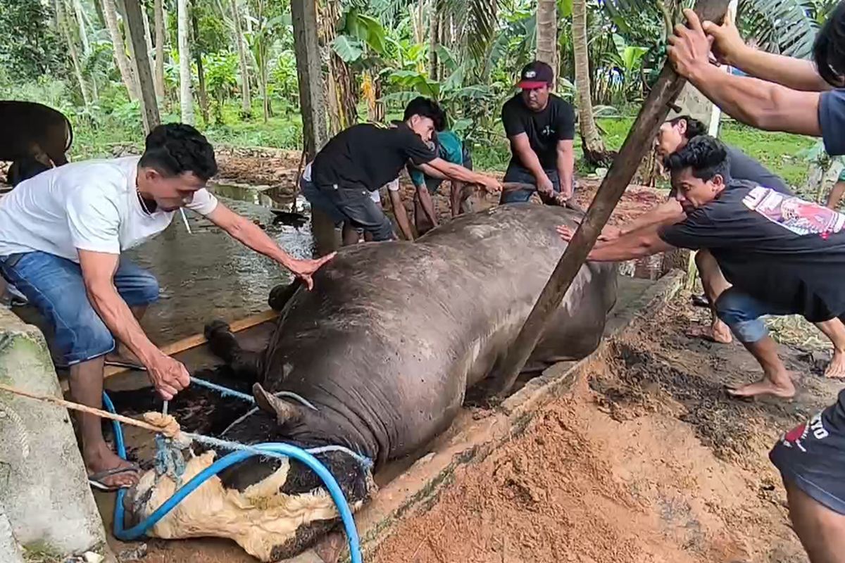 Sapi Kurban Presiden Prabowo Mendadak Mati Sebelum Dikurbankan *** Local Caption *** Sapi Kurban Presiden Prabowo Mendadak Mati Sebelum Dikurbankan