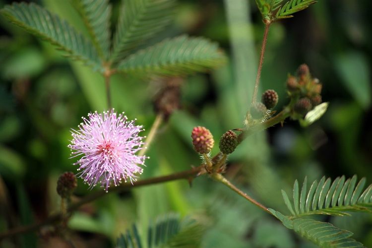 Ilustrasi tanaman Putri Malu atau Mimosa Pudica.
