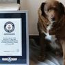 Bobi, Anjing Tertua di Dunia, Rayakan Ulang Tahun ke-31