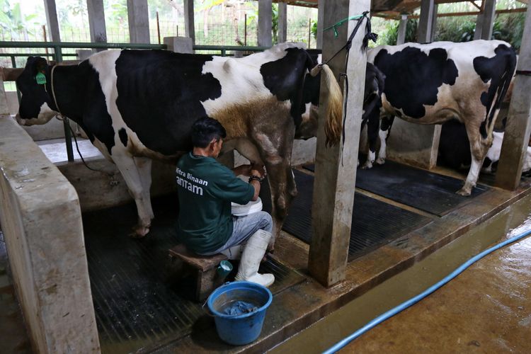 ANTAM melaksanakan program pengembangan kapasitas bagi para peternak sapi perah di wilayah Cimahi, Jawa Barat (Jabar), Kamis (1/8/2024). 