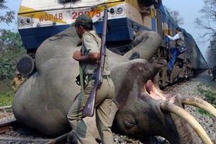 Seekor gajah jantan dewasa mati tertabrak sebuah kereta api yang melaju kencang di sebuah hutan di Bengal Barat, India.