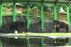 Gajah yang Injak Dokter Hewan di Wonogiri Pernah Dibina di TNWK Lampung