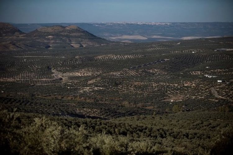 Pemandangan yang menunjukkan kekeringan ekstrem di  Albanchez de Magina, dekat Jaen, Spanyol, pada 20 November 2017. (AFP/Jorge Guerrero).