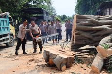 Pohon Beringin di Kupang Tumbang Halangi Jalan, Lalu Lintas Sempat Macet 4 Kilometer