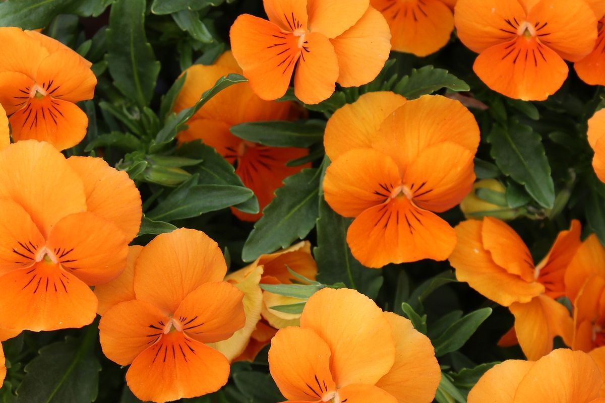 Ilustrasi bunga nasturtium.