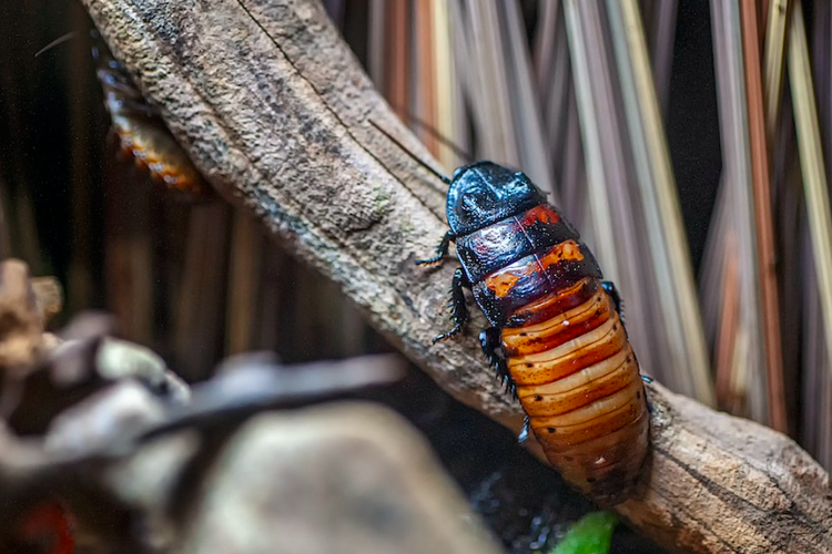 Kecoak Madagaskar