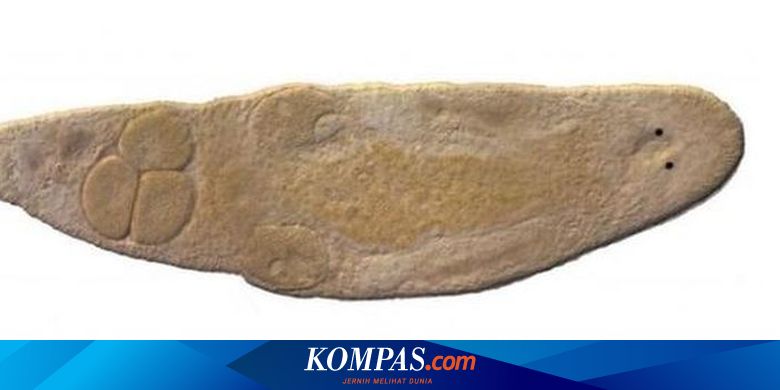 Punya Bentuk Tubuh Pipih dan Kecil, Begini Cara Cacing Pipih Kawin