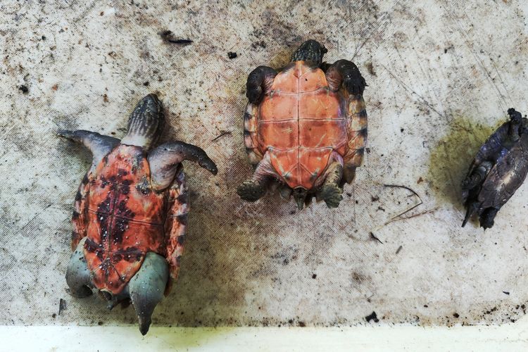 Sebanyak 3 ekor kura-kura mati, 2 ekor kura-kura dada merah (Emydura subglobosa) dan 1 ekor kura-kura matahari (Heosemys spinosa). Kura-kura ini adalah bagian dari 56 ekor satwa selundupan dari Makassar yang akan dibawa ke Manado.