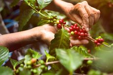 Alur Pengolahan Kopi, dari Buah Jadi Biji Kopi Bernilai di Mata Petani