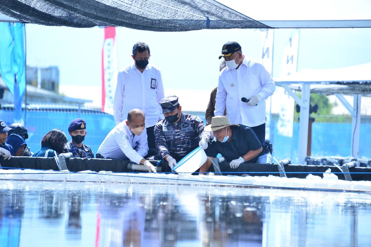 KSAL Laksamana TNI Yudo Margono saat memanen udang hasil budidaya Indonesian Naval Aquagriculture Program (INAP) di Pantai Pembuahan, Bantu Biru, Kecamatan Negara, Kabupaten Jembrana, Bali pada Rabu (11/5/2022). /Dok. Dispenal 