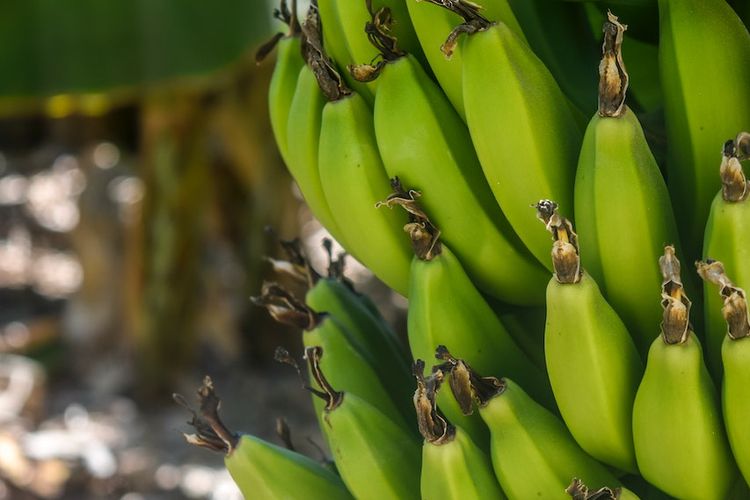 Kenali Cara Membuat Pohon Pisang Cepat Berbuah