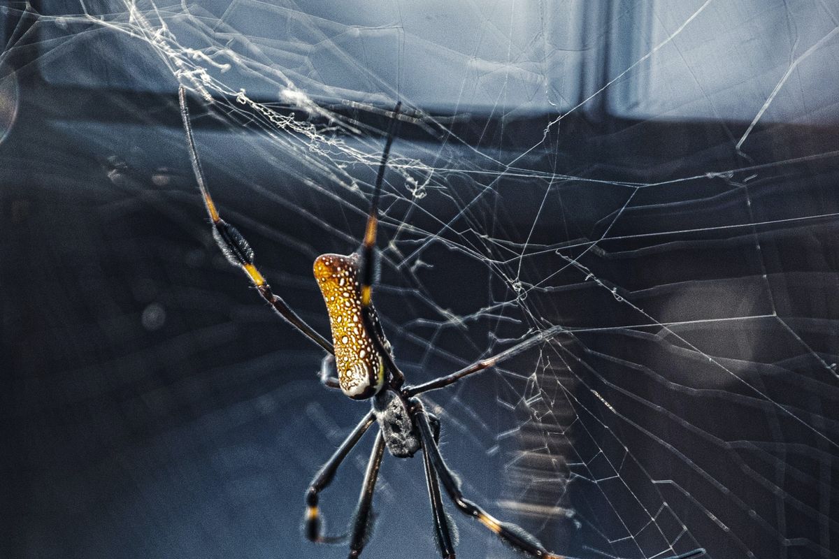 Laba-laba tidak membawa kuman dan penyakit, namun sarangnya selalu bisa mengotori rumah. 