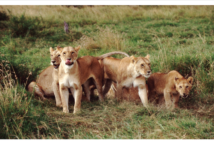 Sekumpulan singa betina sedang mengintai 