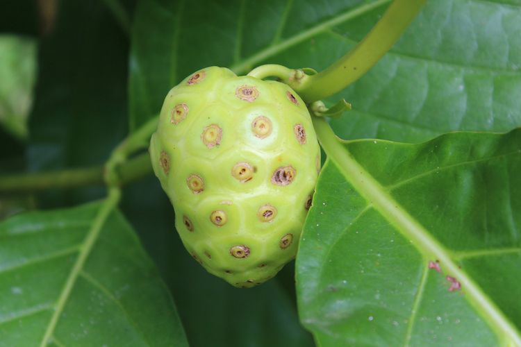 Manfaat buah mengkudu untuk kesehatan.