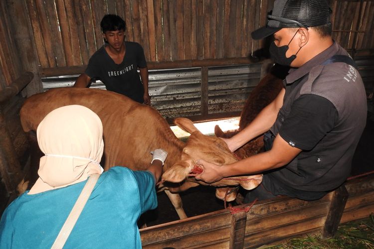 Proses vaksinasi sapi untuk mencegah penyebaran virus PMK di Lumajang