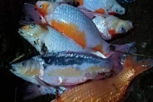 Ikan Koi Kesayangan Mati karena Listrik Padam, 2 Warga Jakarta Gugat PLN