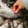 Ikan Nila Tembus Pasar Premium AS dan Eropa, Buka Peluang Ekspor Global