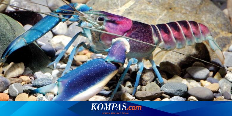 10 Jenis Lobster Air Tawar Yang Perlu Dikenali Arenahewan Com