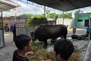 Gerindra: Bantuan Sapi Kurban Presiden dari APBN Sah, Sudah Ada Sejak Era SBY-Jokowi