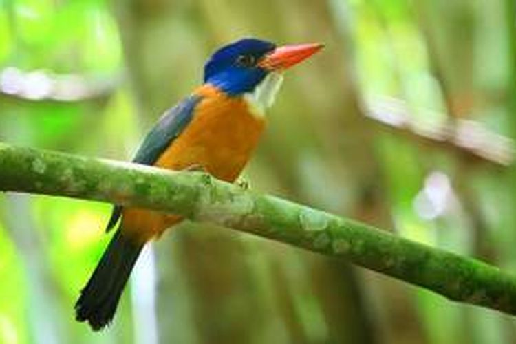 Cekakak Hutan Tunggir Hijau  (Actenoides monachus), burung endemik Sulawesi yang dapat ditemukan di Taman Nasional Bogani Nani Wartabone.