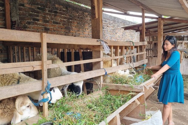 Penjual kambing menawarkan dagangan menggunakan SPG di Kasihan, Bantul.