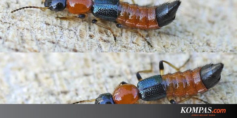 Selain Semut Charlie Alias Tomcat Inilah 7 Serangga Paling Berbahaya