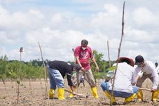 Tekan Emisi Karbon, Ribuan Bibit Mangrove Ditanam di Teluk Rubiah