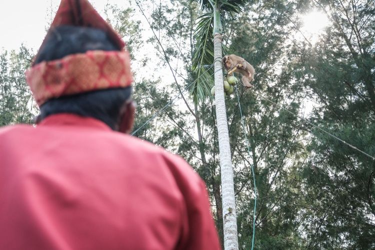 Aksi beruk memetik buah kelapa di Desa Wisata Apar Pariaman, Sumatera Barat.