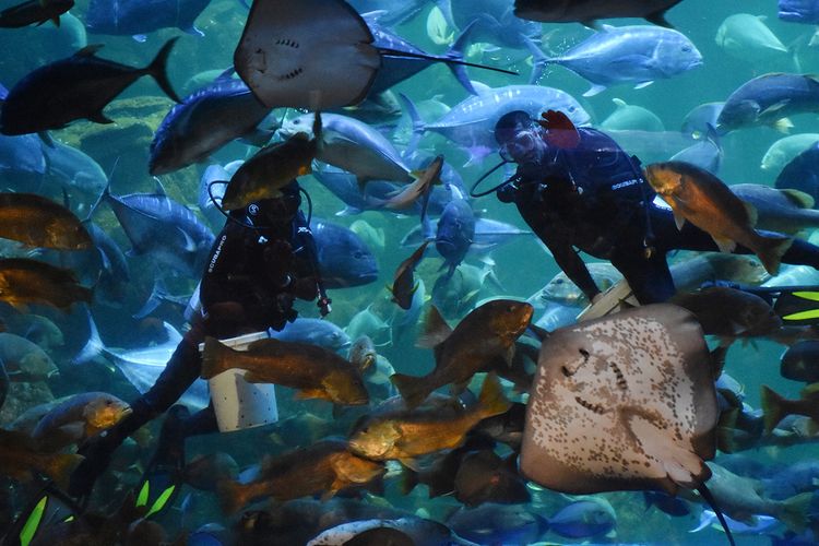 Main Aquarium di Sea World Ancol.