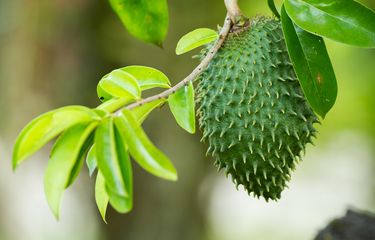 manfaat daun sirsak untuk kolesterol tinggi