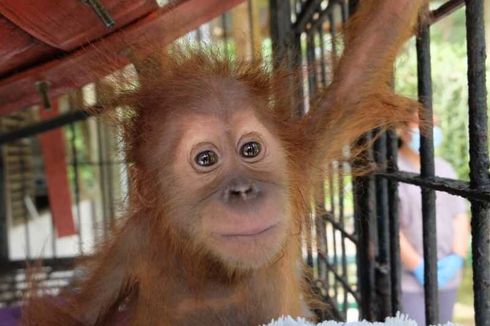Tersangka Penjualan 2 Orangutan Bertambah, Otak Pelaku Ditangkap