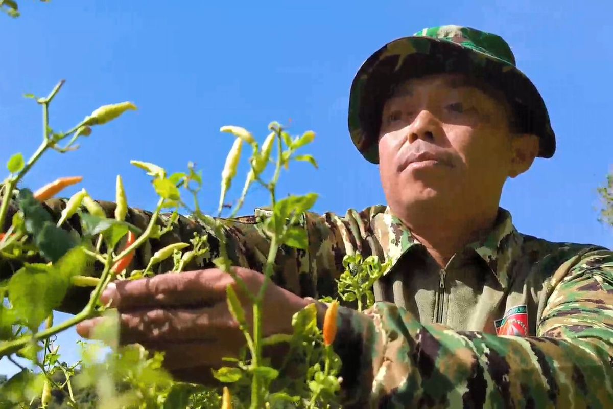 KEBUN CABAI: Anggota TNI di Polewali Mandar, Serma Zaenal sukses edukasi warga tanam cabai hingga raih pendapatan puluhan juta rupiah.