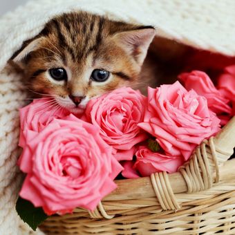 Ilustrasi kucing dan bunga mawar