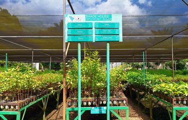 Area Shade House di Taman Keanekaragaman Hayati (Kehati) Sawerigading Wallacea milik PT Vale Indonesia. Taman ini sendiri berfungsi sebagai laboratorium hidup yang mengintegrasikan konservasi, edukasi, dan rekreasi.