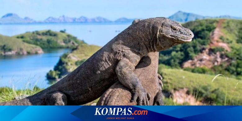 Cerita Punahnya Komodo Di Pulau Padar Perburuan Liar Hingga Pembakaran Lahan Halaman All Kompas Com