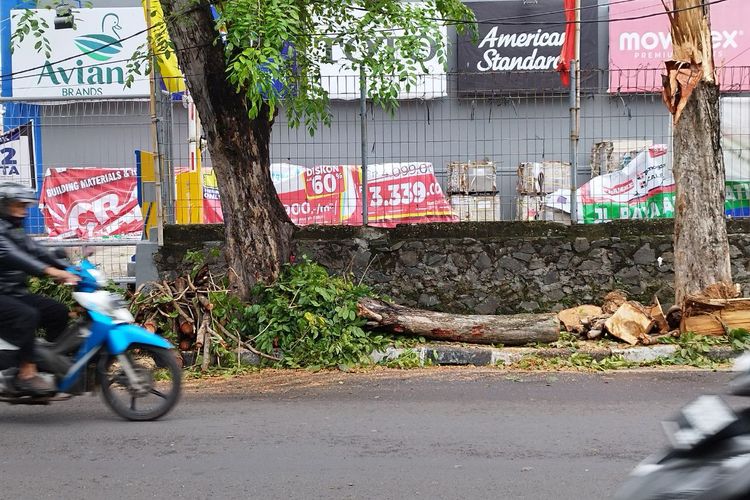 Potongan pohon tumbang akibat hujan deras telah ditumpuk rapi di sisi Jalan Percetakan Negara, Rawasari, Jakarta Pusat, Kamis (9/2/2023). (KOMPAS.com/XENA OLIVIA)