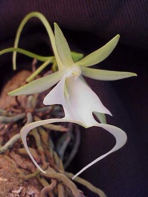 Ghost orchid, bunga langka