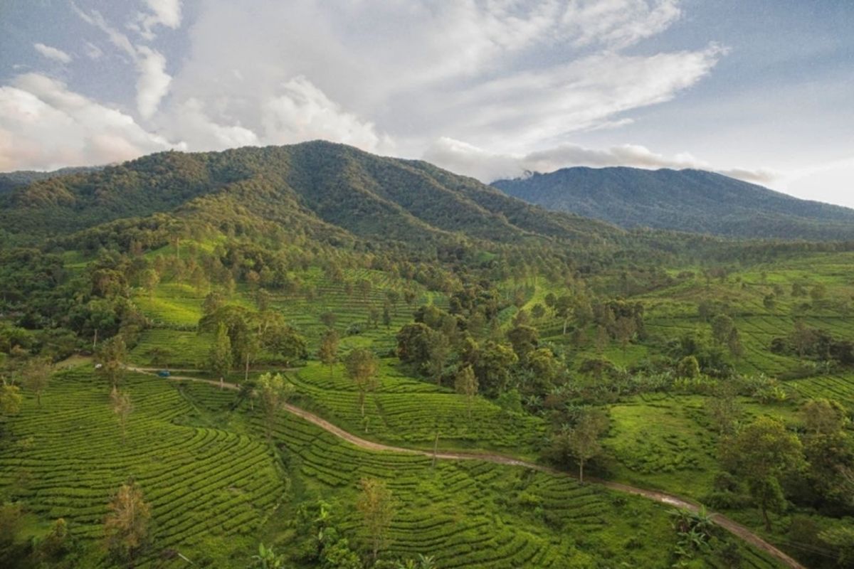 Ilustrasi pemandangan kawasan Puncak, Bogor.