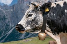 Sapi-sapinya Pakai Kalung Berlonceng, Petani Jerman Digugat Tetangga