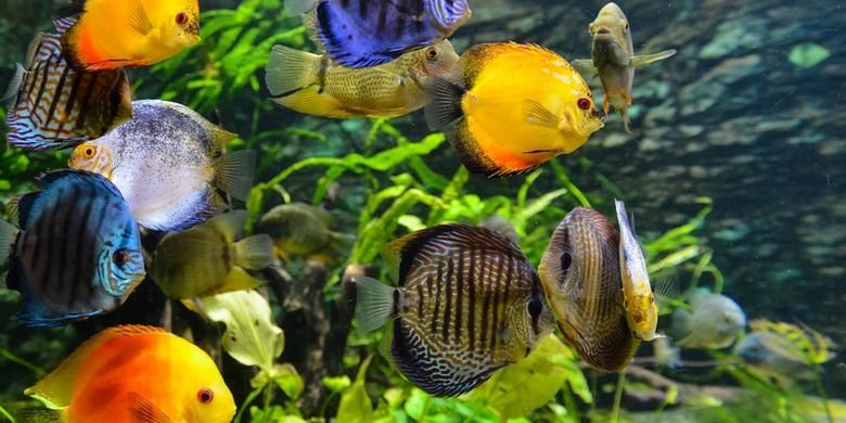 970 Dekorasi Ruang Tamu Aquarium Terbaik