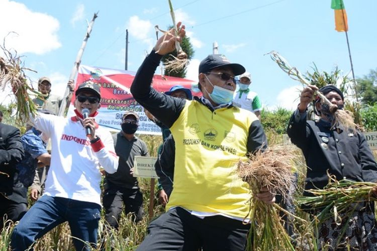 Wakil Bupati Batang Suyono bersama Direktur Perbenihan Hortikultura Kementan dan jajaran nya panen bawang putih di Dukuh Sigemplong Desa Pranten Kecamatan Bawang, Kabupaten Batang Jawa Tengah.