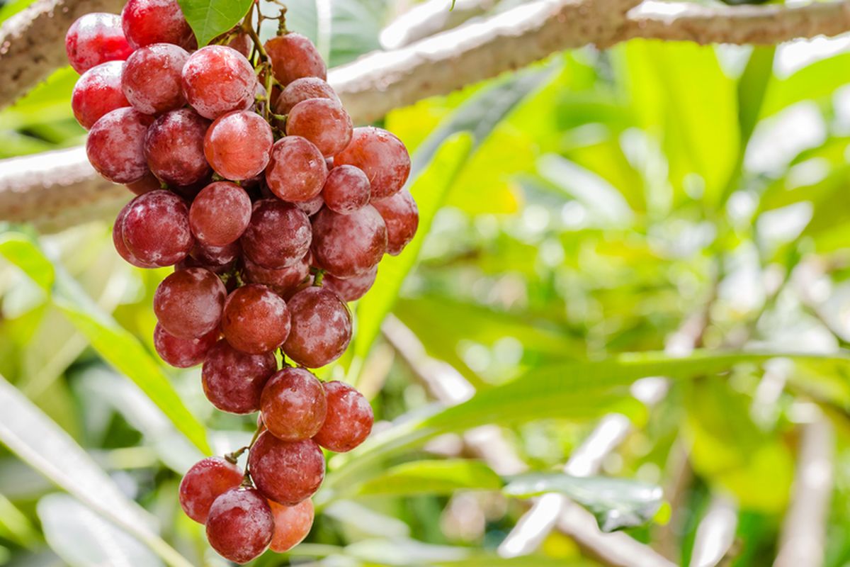 Ilustrasi pohon anggur, menanam anggur, buah anggur di pohon. 
