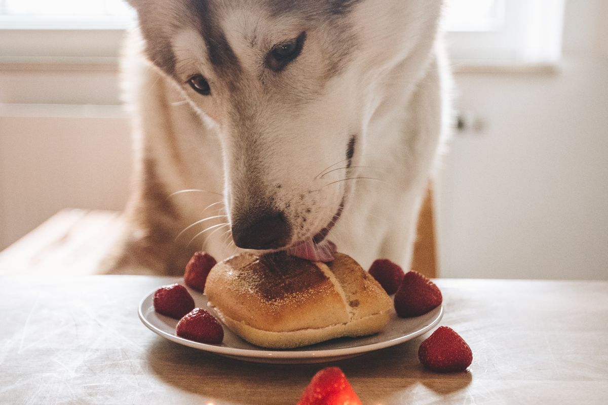 Anjing domestik tak perlu berburu, makanan selalu tersedia di dalam rumah.