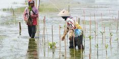 ADHI Rehabilitasi 125 Hektar Lahan Mangrove di Karawang