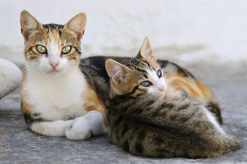 5 Fakta Menarik Kucing Aegea yang Berasal dari Kepulauan Yunani