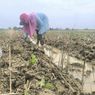 Petani Tembakau Sumenep Waswas, Kemarau Basah Ganggu Musim Tanam
