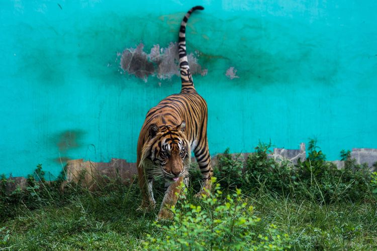 Harimau Sumatra terlihat di Taman Margasatwa Ragunan (TMR), Jakarta Selatan, Senin (2/8/2021). Pelacakan sumber penularan Covid-19 dilakukan terhadap keeper atau penjaga harimau dan beberapa kurator, yang menangani dua spesies Panthera Tigris Sumatrae atau Harimau Sumatra.