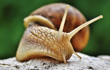 Ilustrasi siput. 