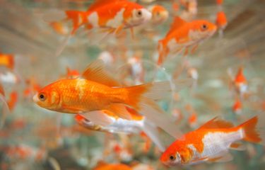 Siklus Perkembangan Ikan Mas dan Ciri-cirinya