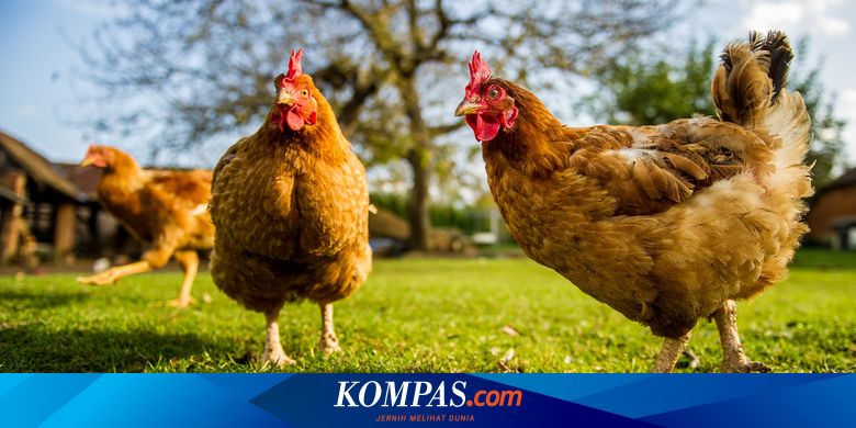 45 Gambar Hewan Ayam Betina HD Terbaru